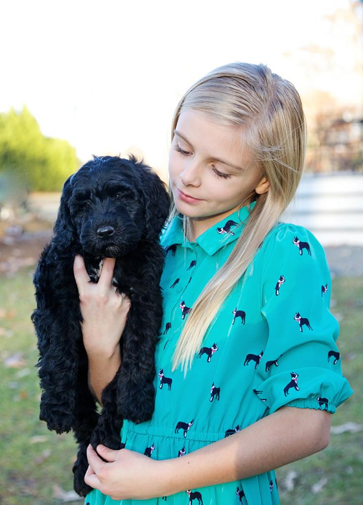 How Do I Calm My Labradoodle Puppy Down